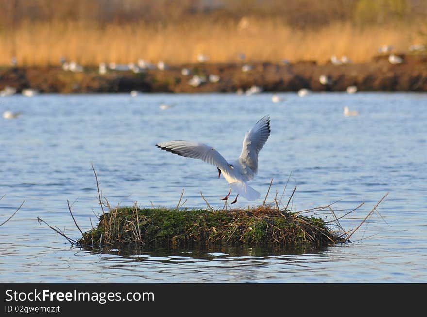 View of flight seagulls over pond