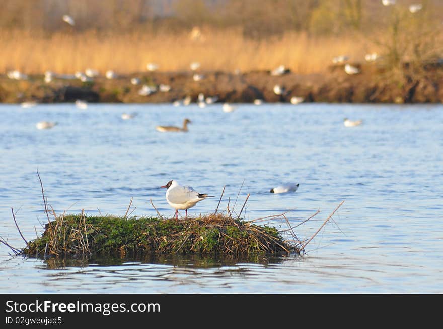 View of flight seagulls over pond