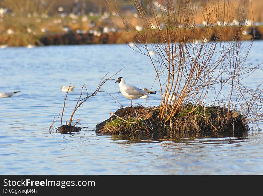 Seagull