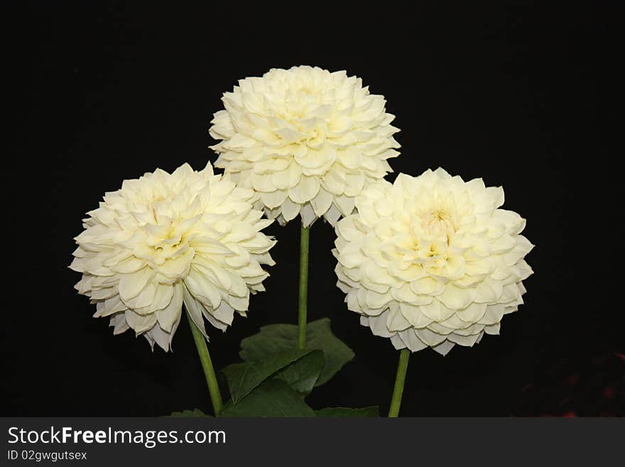 White Dahlias.