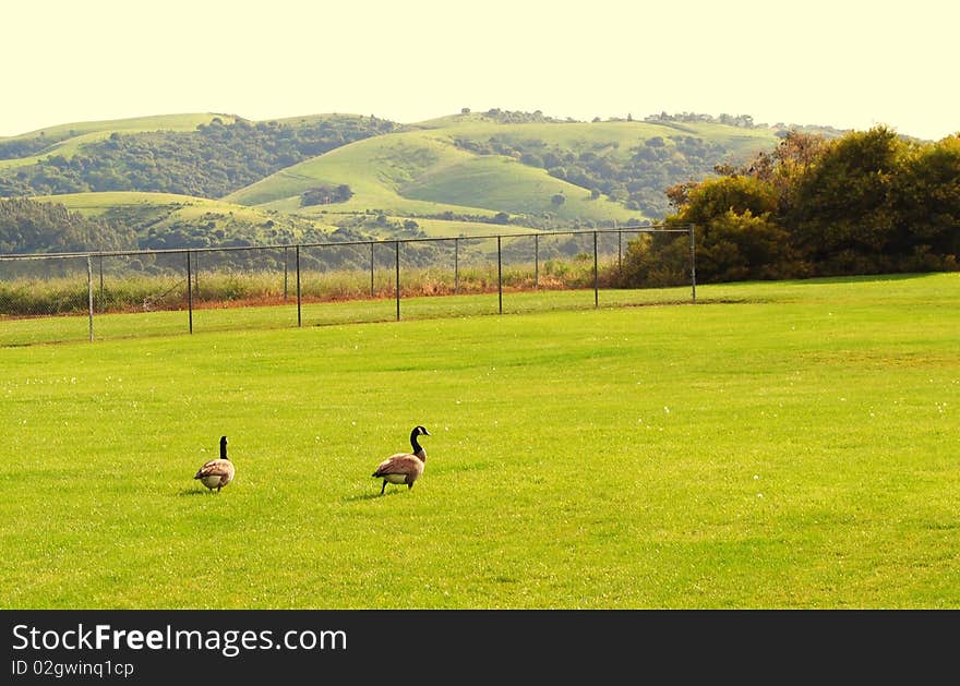 Ducks In The Field