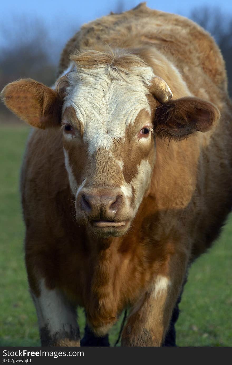 Portrait of a cow on the farm. Portrait of a cow on the farm