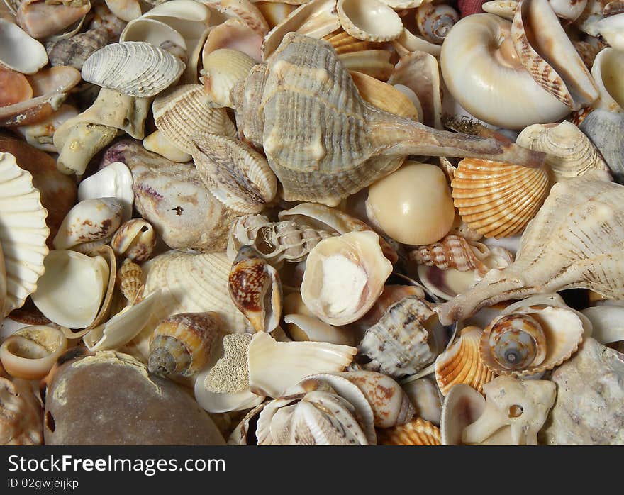 Many different seashells