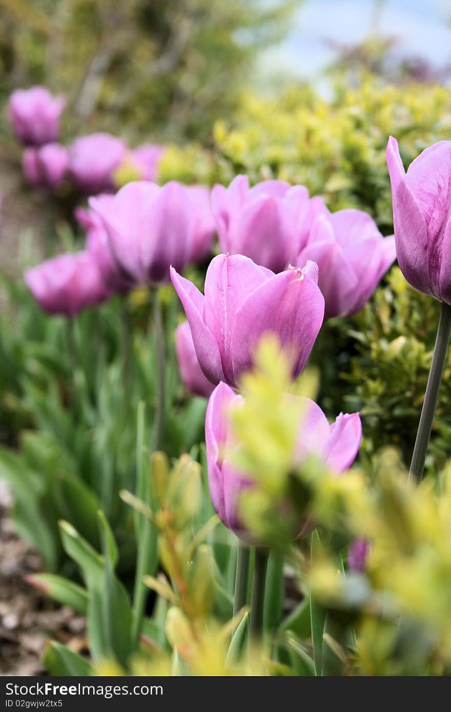 A row of purple tulips