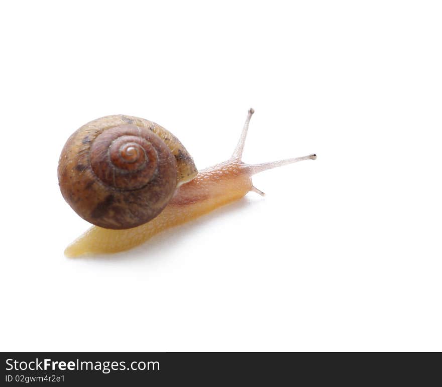 Snail