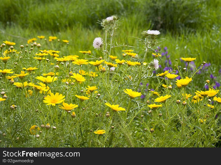 A small group of flowers. A small group of flowers.