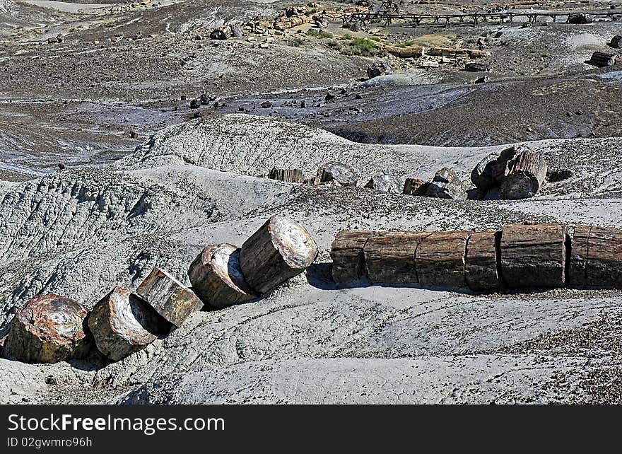 Petrified Forest