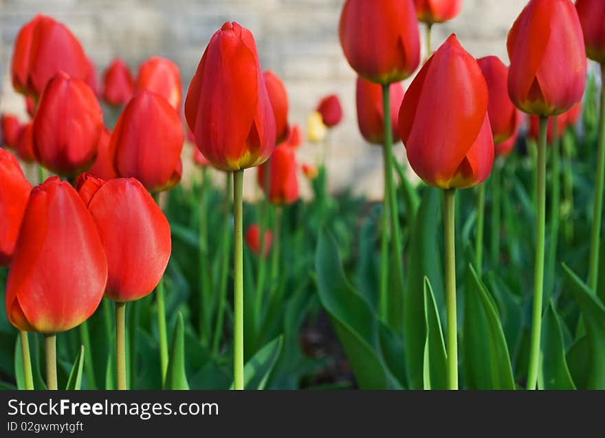 A garden of red tulips in the morning sun