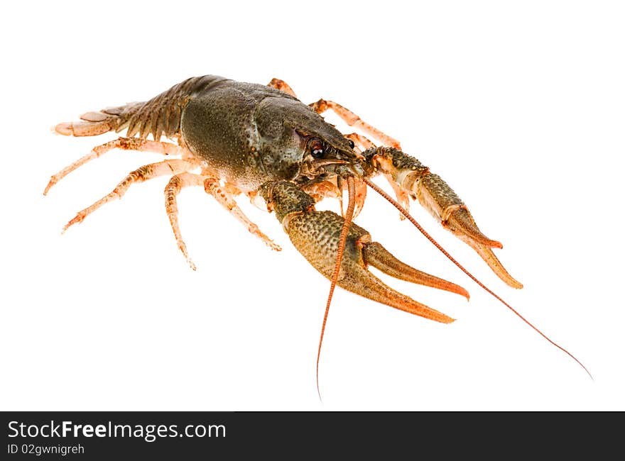 Big alive crayfish isolated on white background