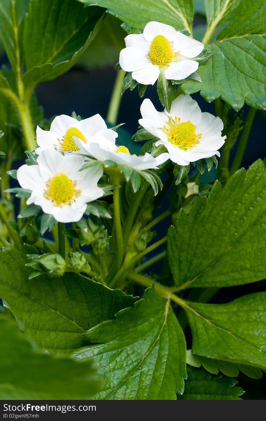 Strawberry blossoms