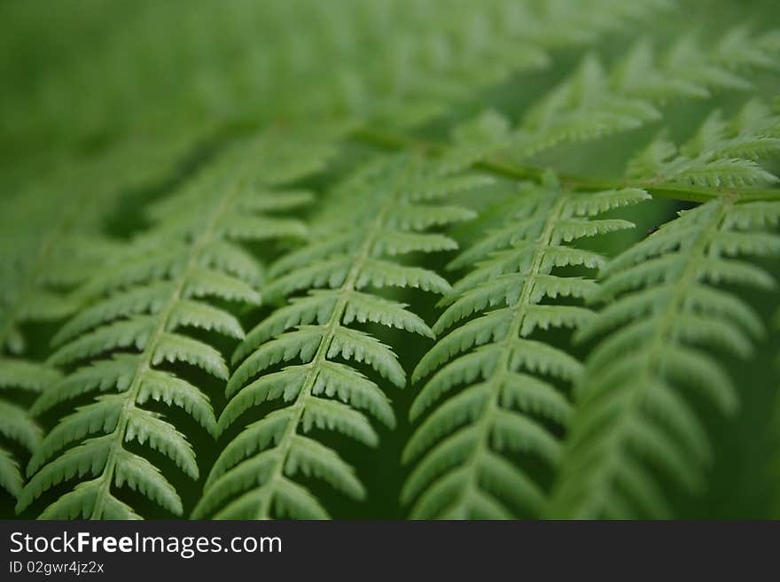 Fern