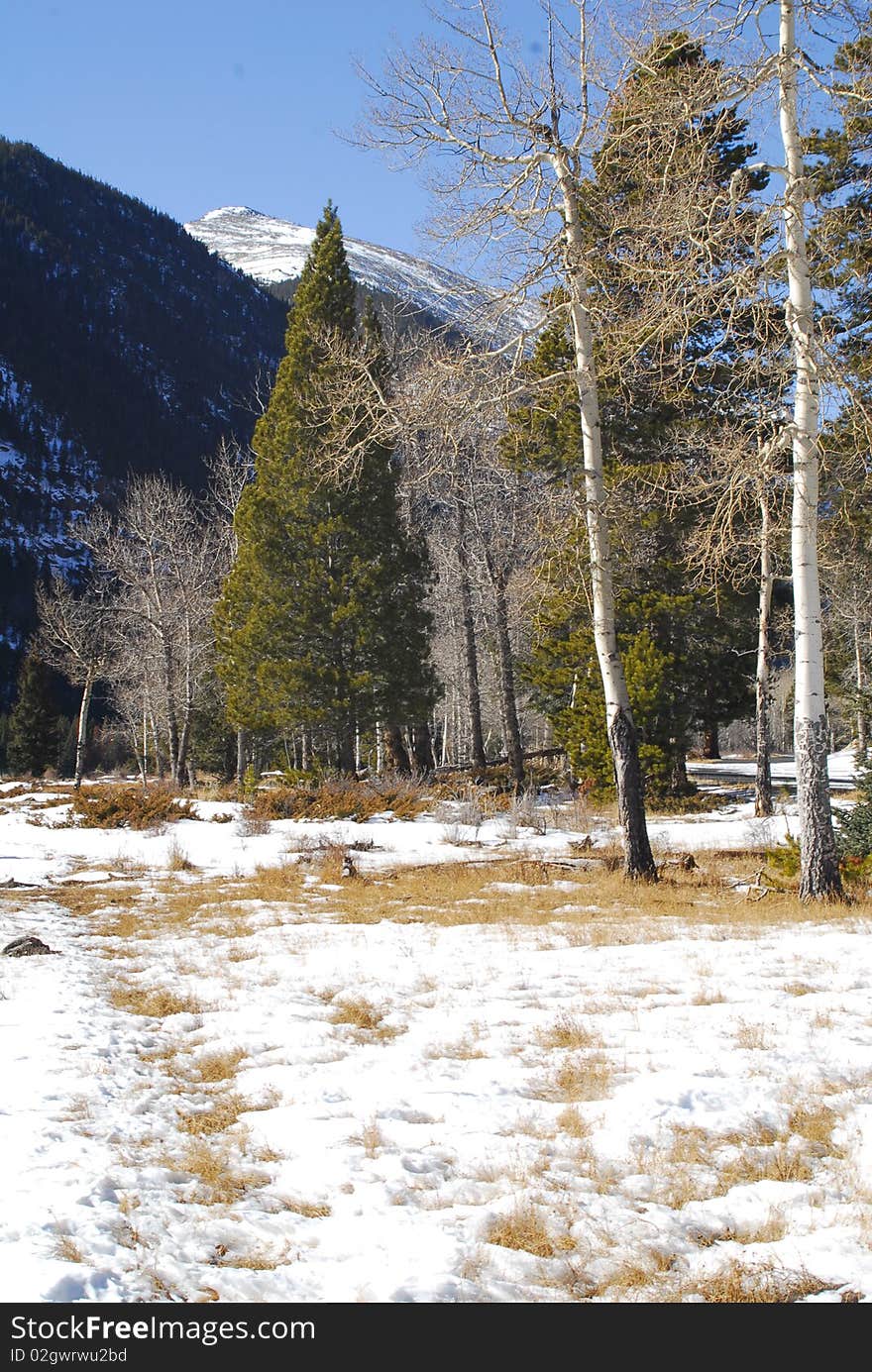 Evergfreens and Firs on the rightside of some of Co. highest mountain peaks. Evergfreens and Firs on the rightside of some of Co. highest mountain peaks