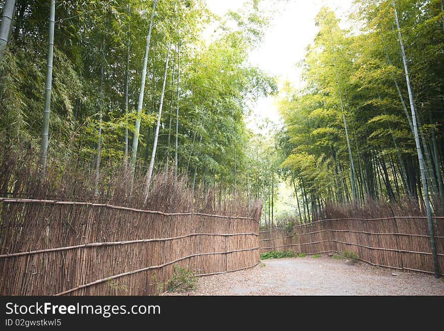 Bamboo forest