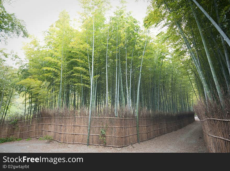 Bamboo forest