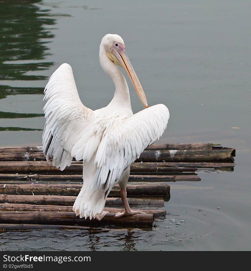 A Pelican Stand On A Bamboo Raft