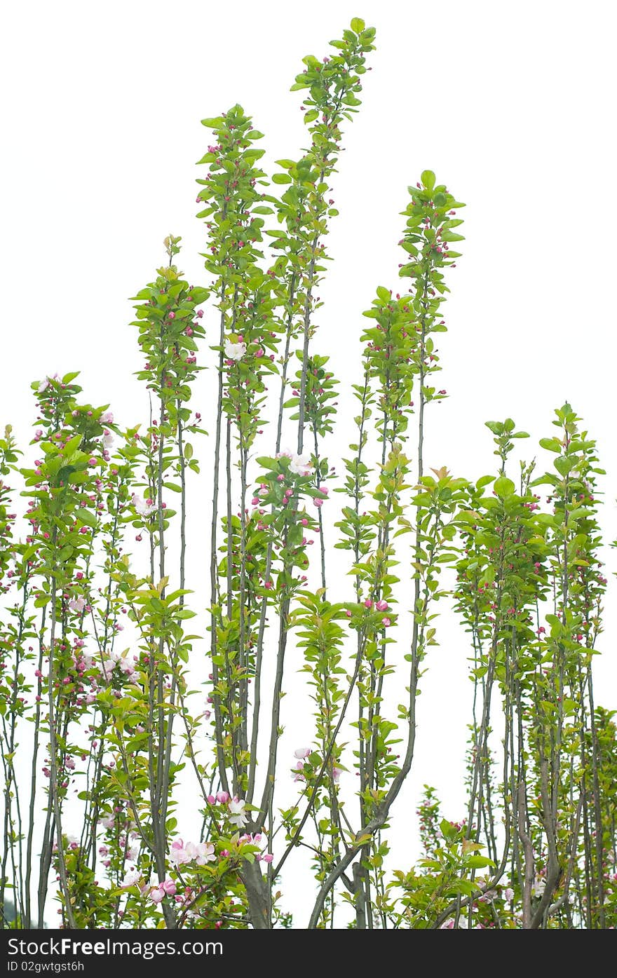 The slim branch with little flower in spring. The slim branch with little flower in spring