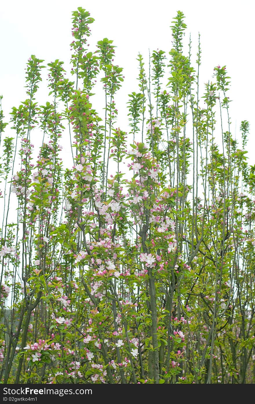 The slim branch with little flower in spring. The slim branch with little flower in spring