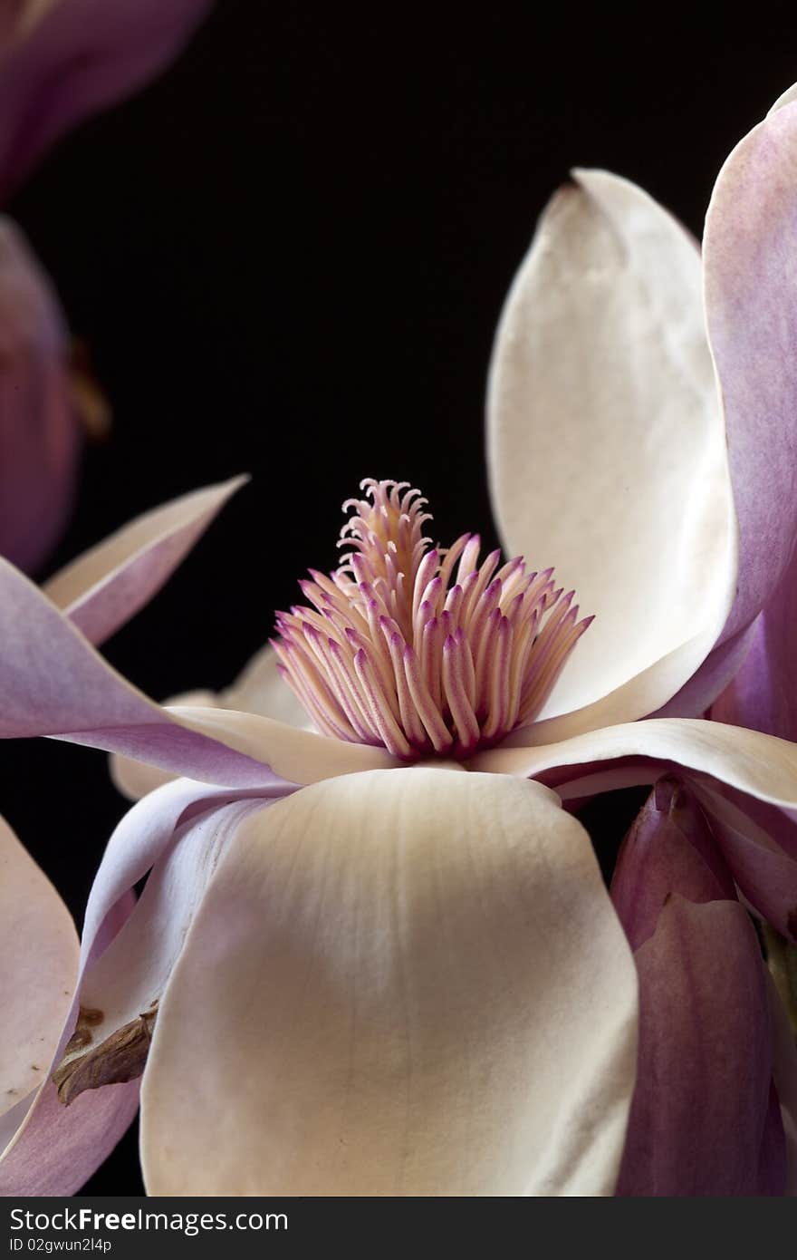 Magnolia Blossom