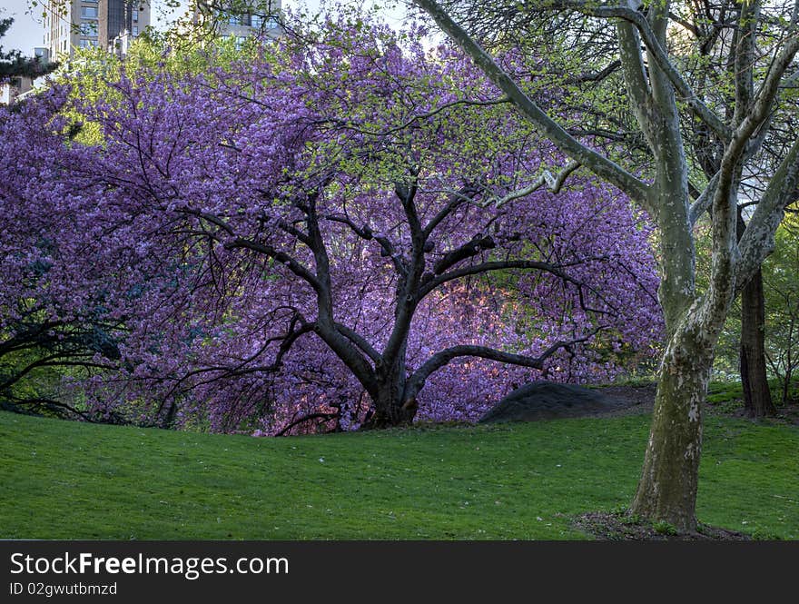 Japanese cherry tree