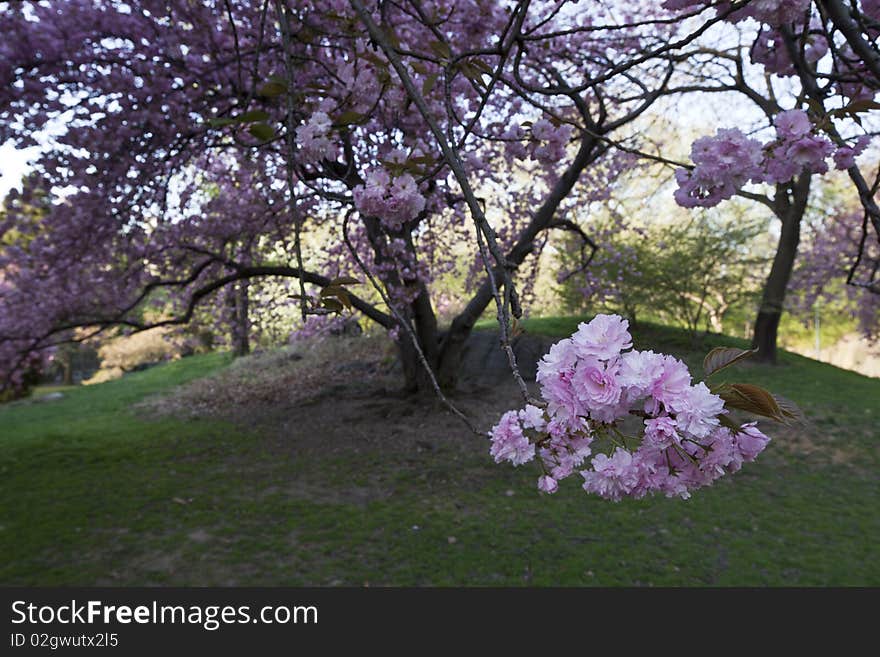 Japanese cherry tree