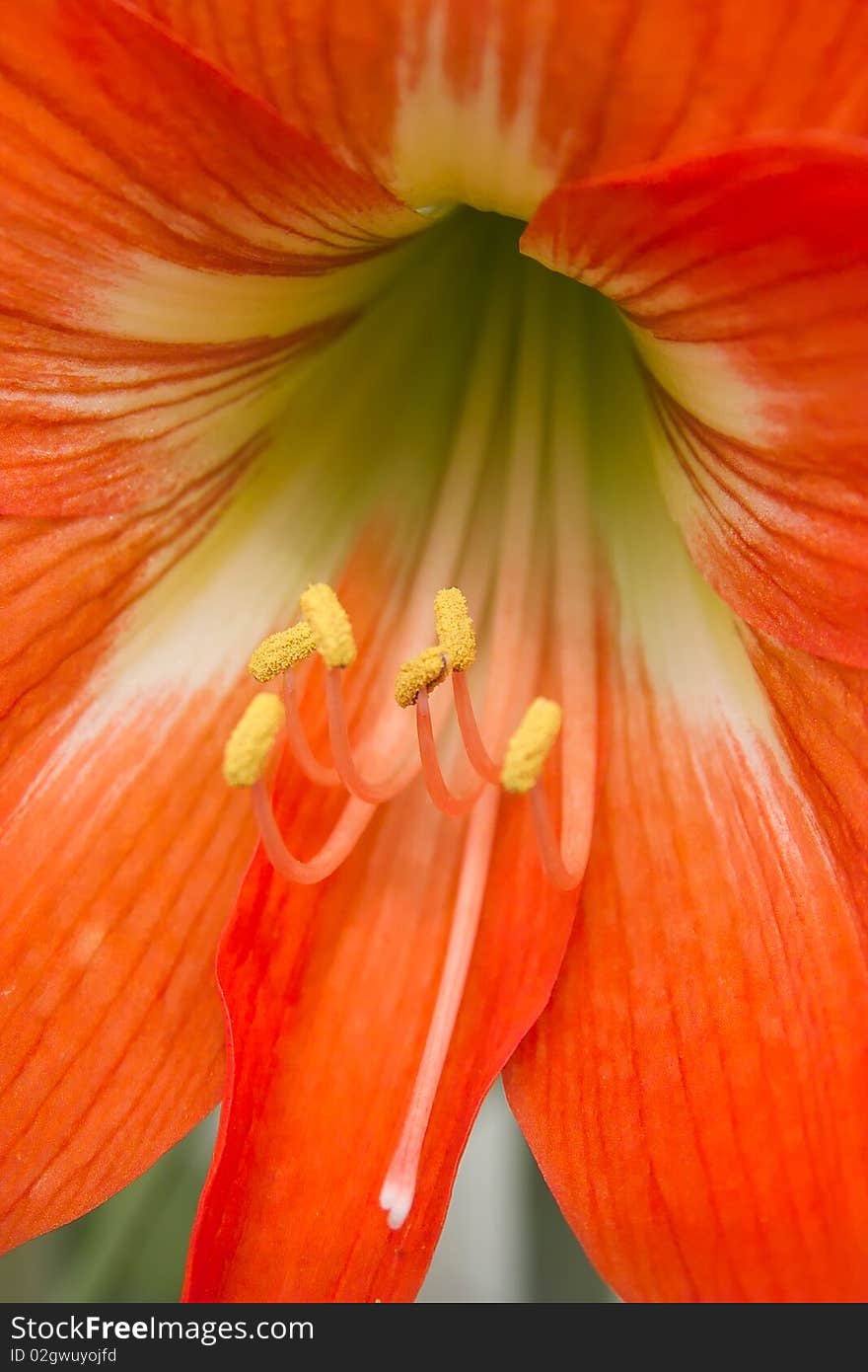 Hippeastrum flower