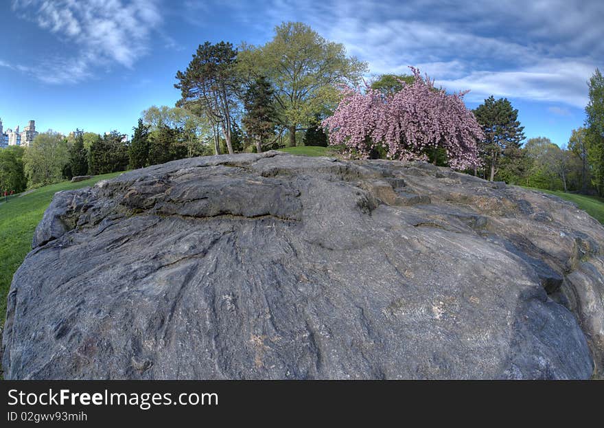 Large rock in shadows with blue sky and Japanese cherry tree in the background in Central Park in Early spring. Large rock in shadows with blue sky and Japanese cherry tree in the background in Central Park in Early spring