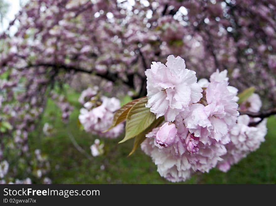 Japanese Cherry tree