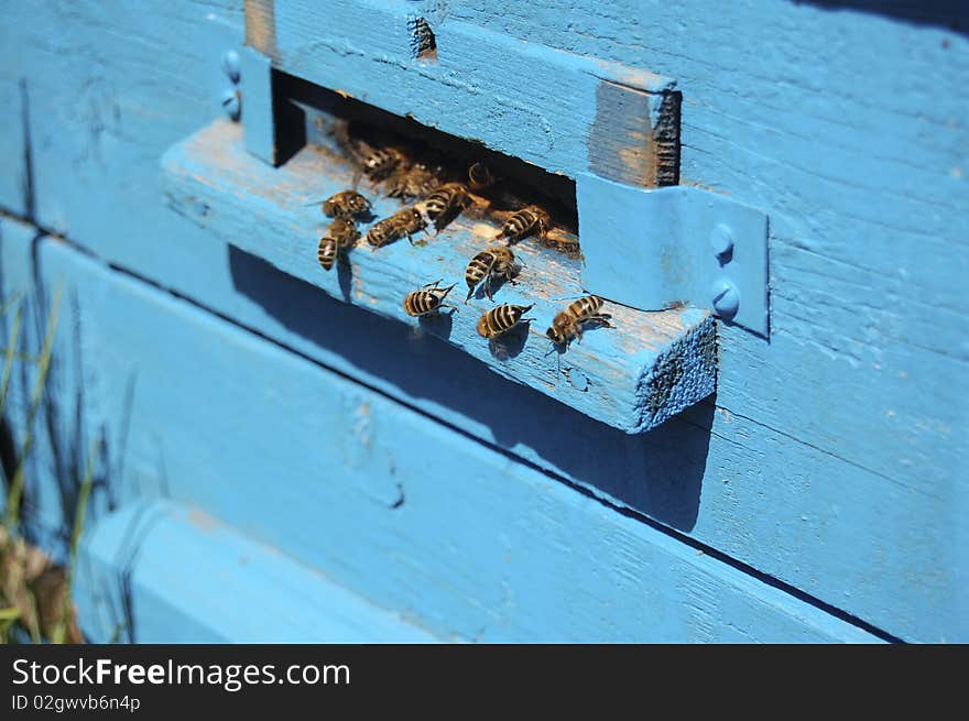 Worker bees deliver honey in beehive. Worker bees deliver honey in beehive