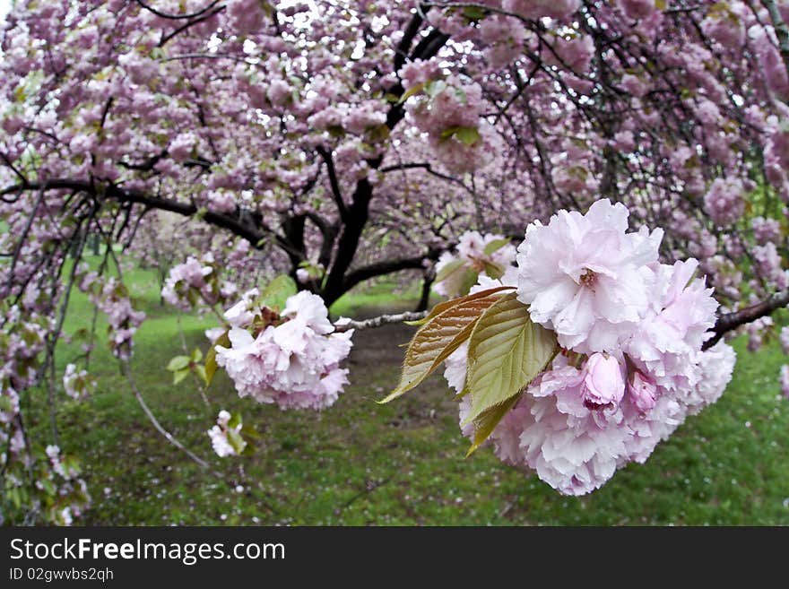 Cherry blossom