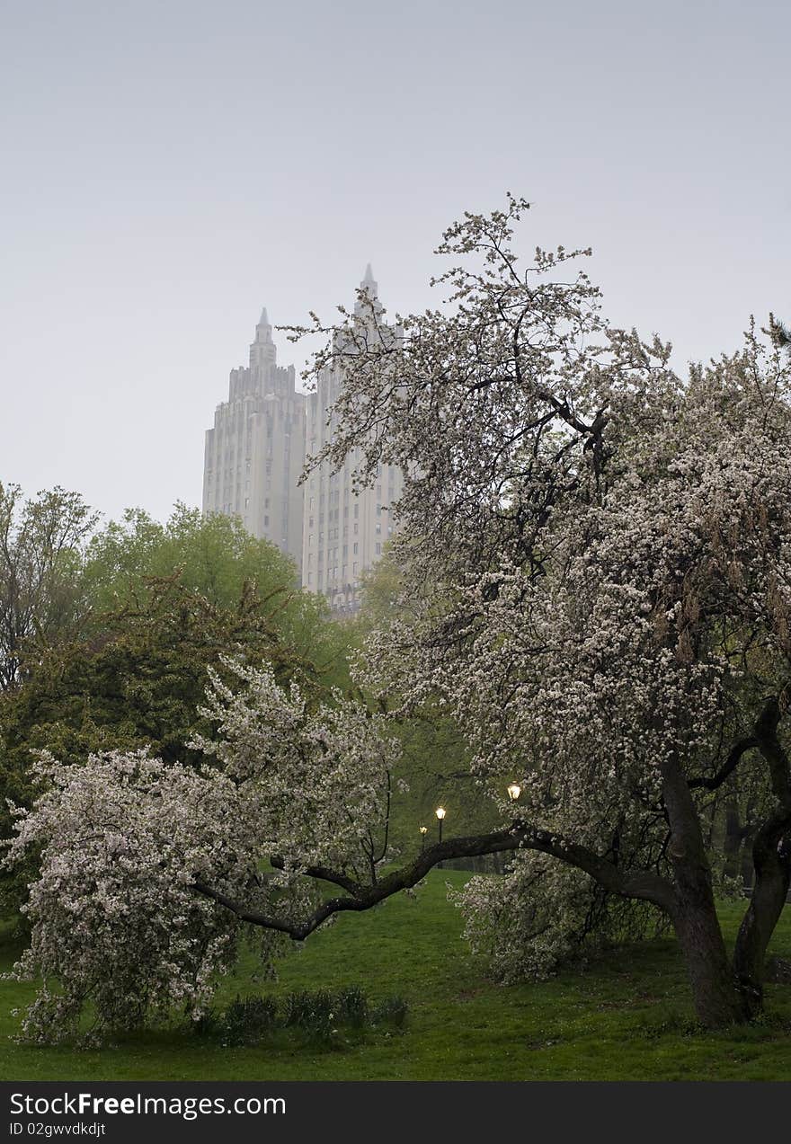 Early morning in a foggy day in Central Park. Early morning in a foggy day in Central Park