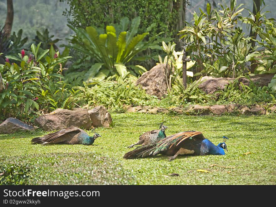 Birds relax