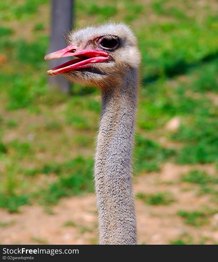 Head of a ostrich, close up.