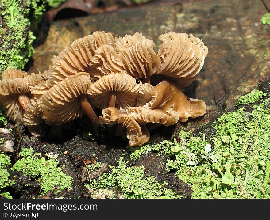 Wild mushroom on a tree