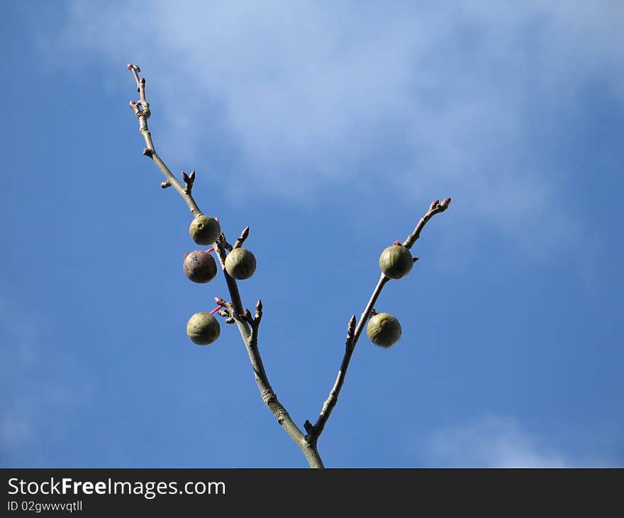 Exotic fruit in a tree