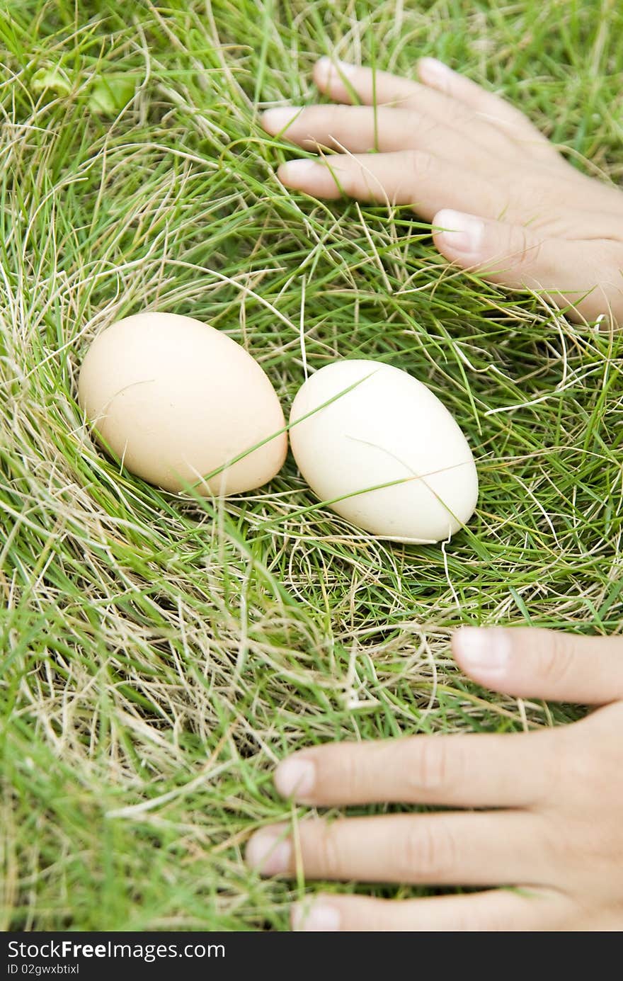 The egg  on lawn,  hand