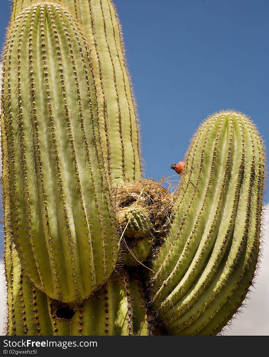 Saguaro Catus With Birds Nest, Arizona