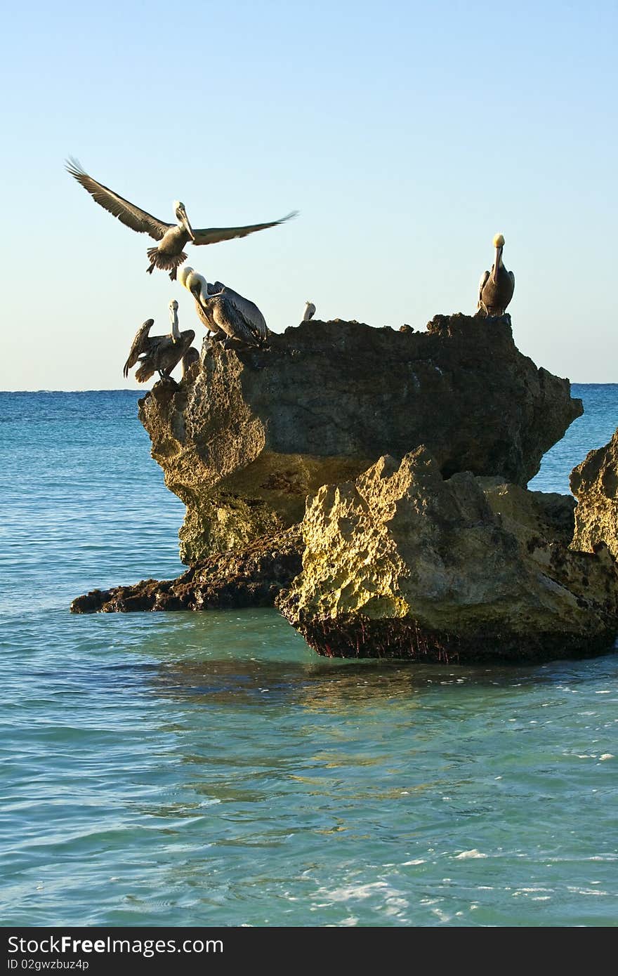 Pelicans sitting on a rock