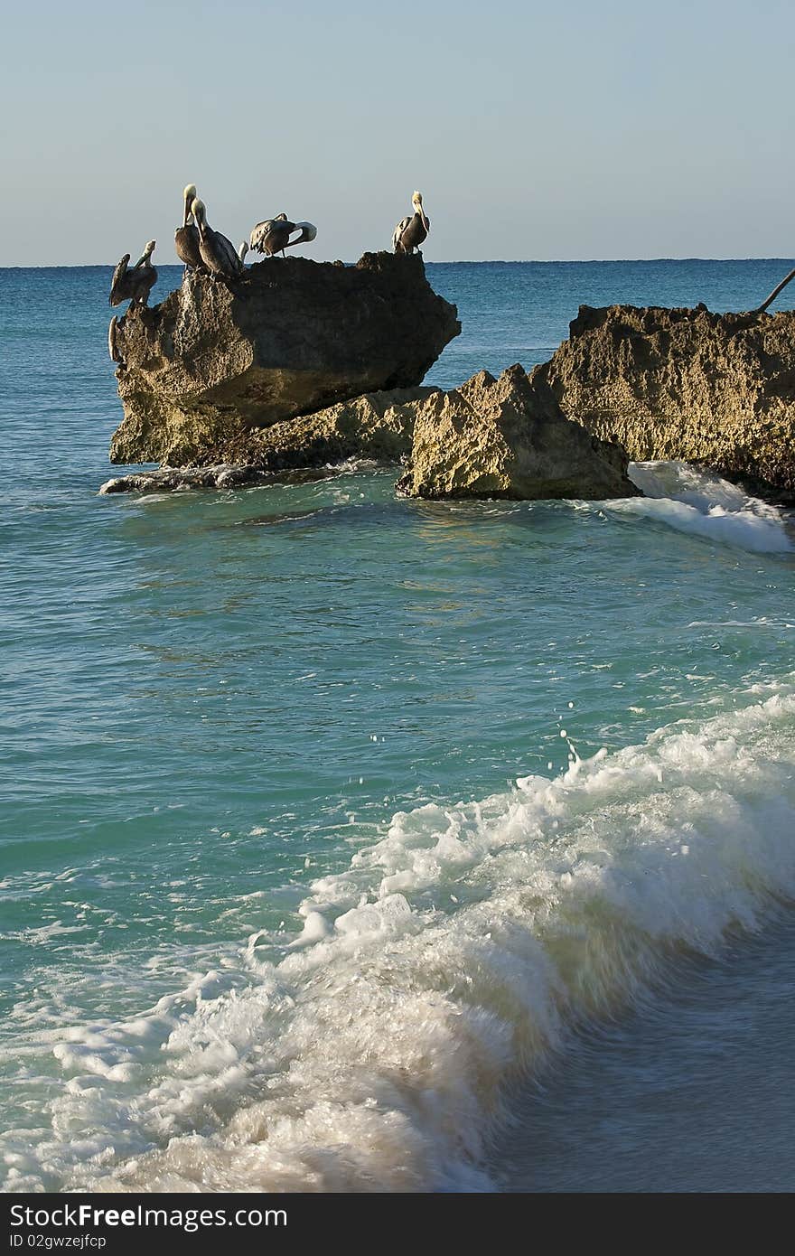 Pelicans sitting on a rock