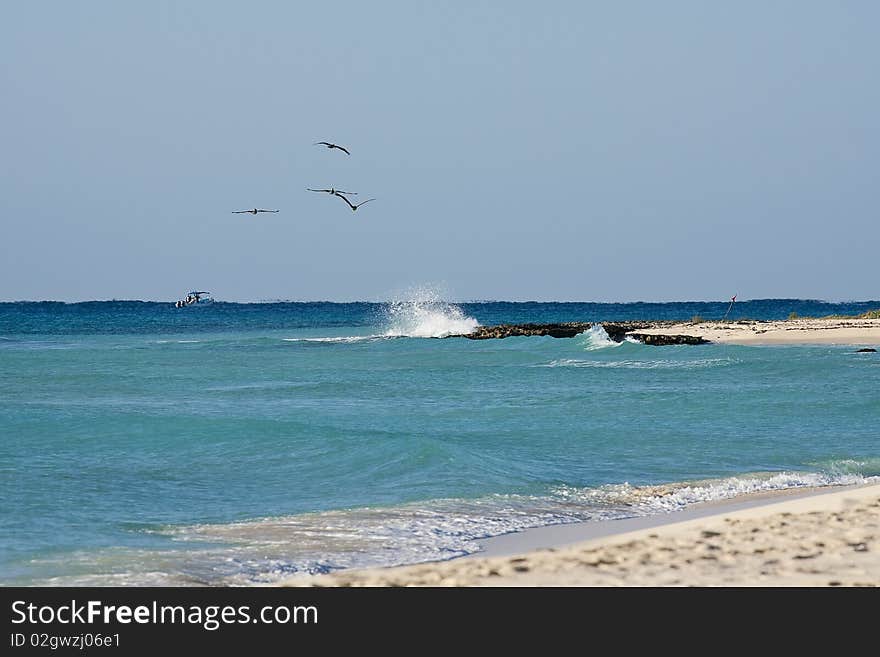 Pelicans are flying over  Caribbean sea