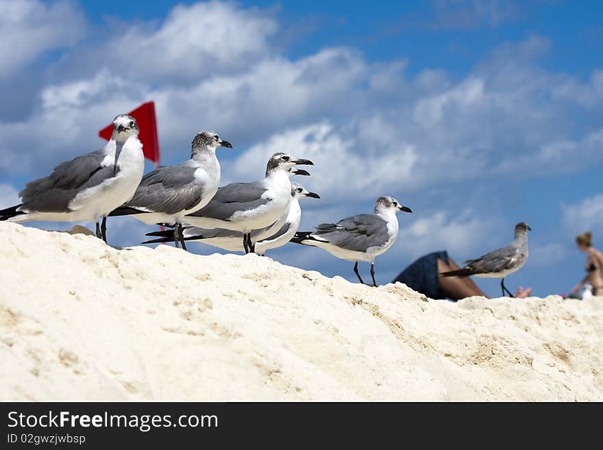 Caribbean sea. Seagulls sitting on a shore. Caribbean sea. Seagulls sitting on a shore