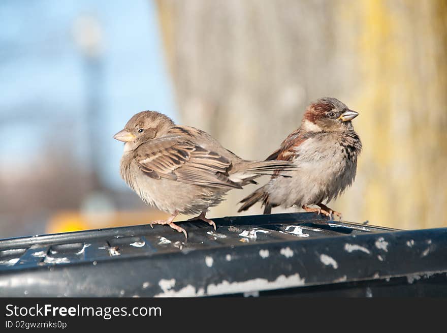 Sparrows on Trashcan