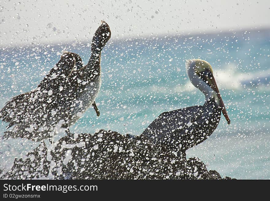 Pelicans sitting on a rock with sparks. Pelicans sitting on a rock with sparks