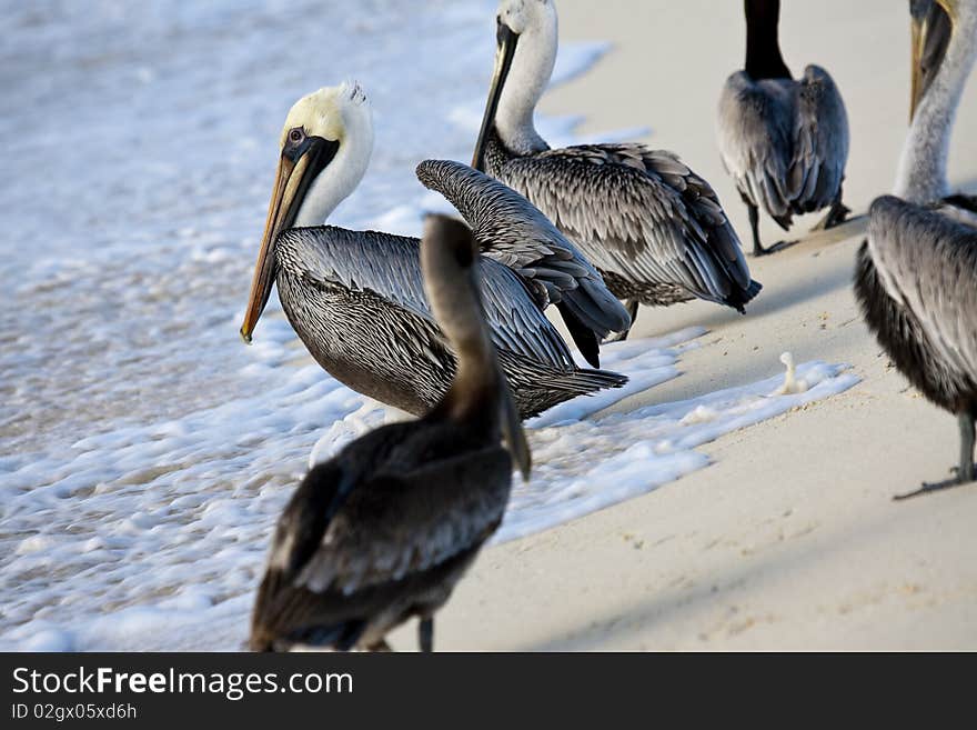 Pelicans are walking on a shore