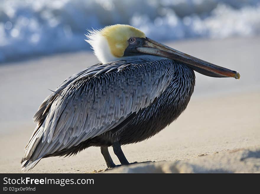 Pelican is walking on a shore