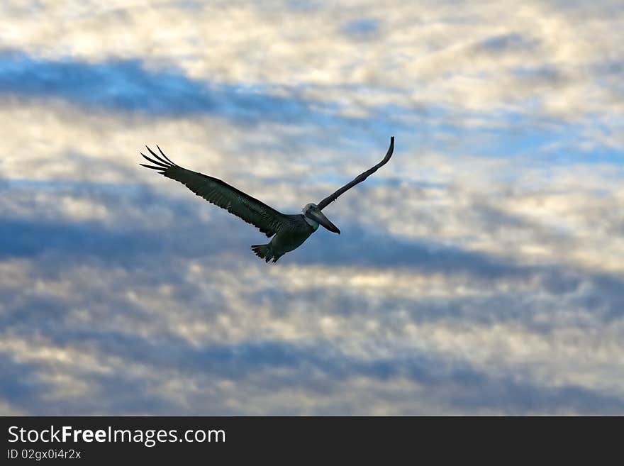 Pelican looking for its pray