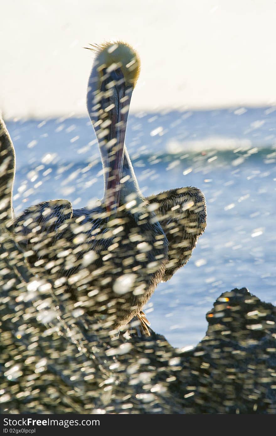 Pelicans sitting on a rock with sparks. Pelicans sitting on a rock with sparks