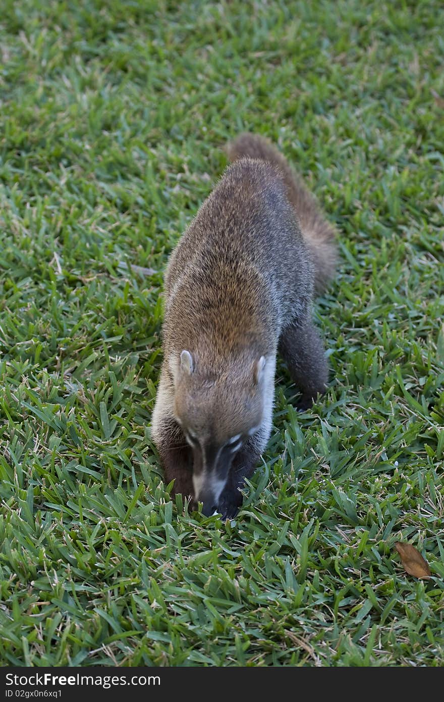 Cozumel raccoon seeking for food at park. Cozumel raccoon seeking for food at park