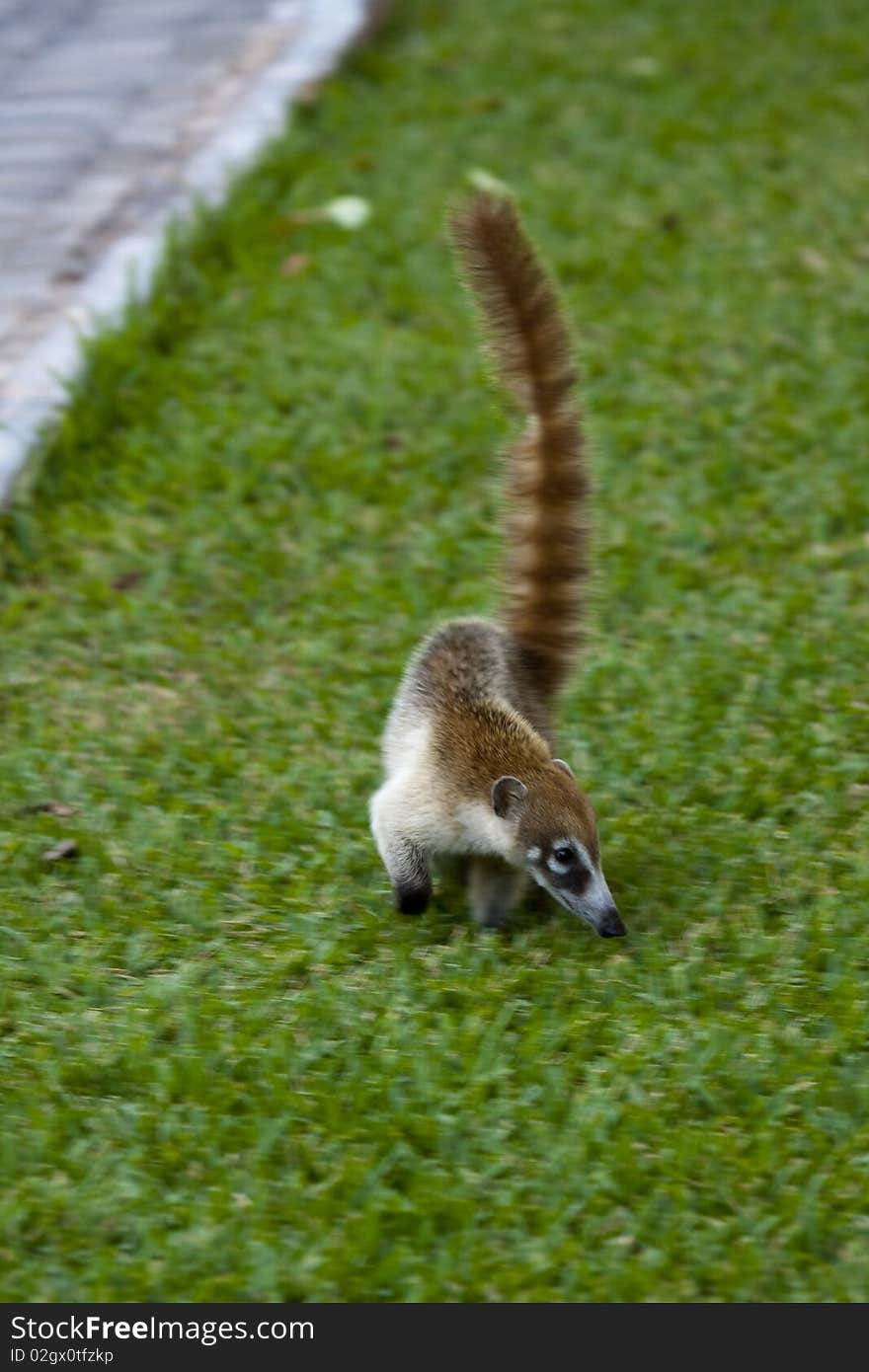 Cozumel raccoon seeking for food at park. Cozumel raccoon seeking for food at park