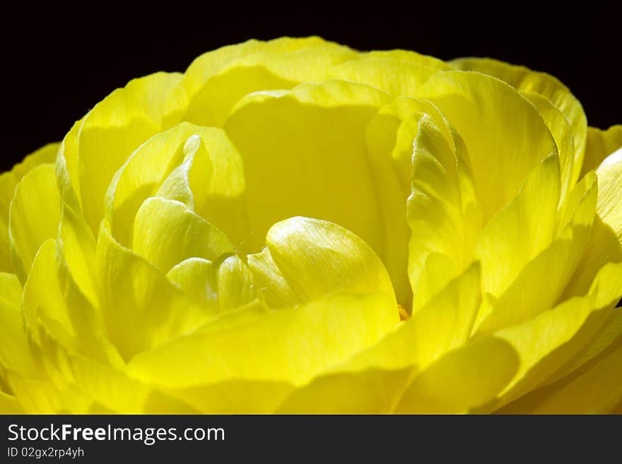 Yellow Ranunculus