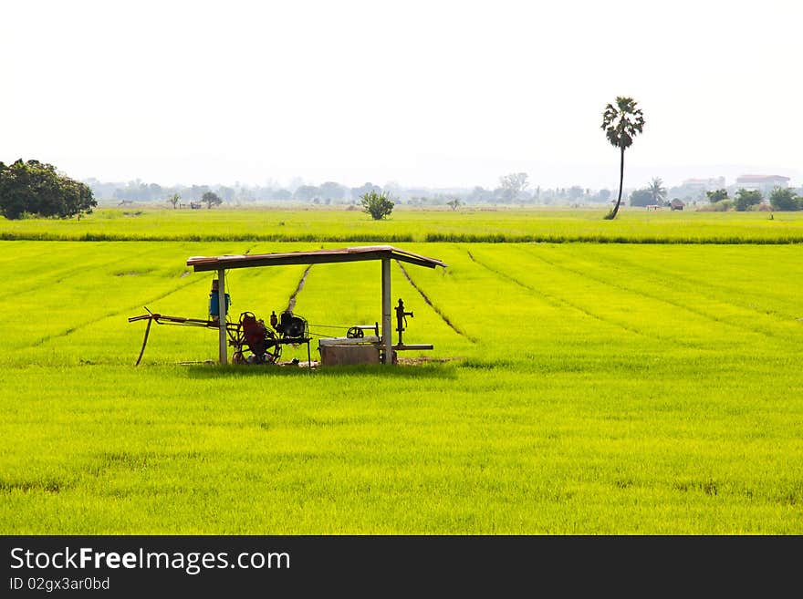 Cornfield and Water pump , field rice vista sideway, Lower North of Thailand.